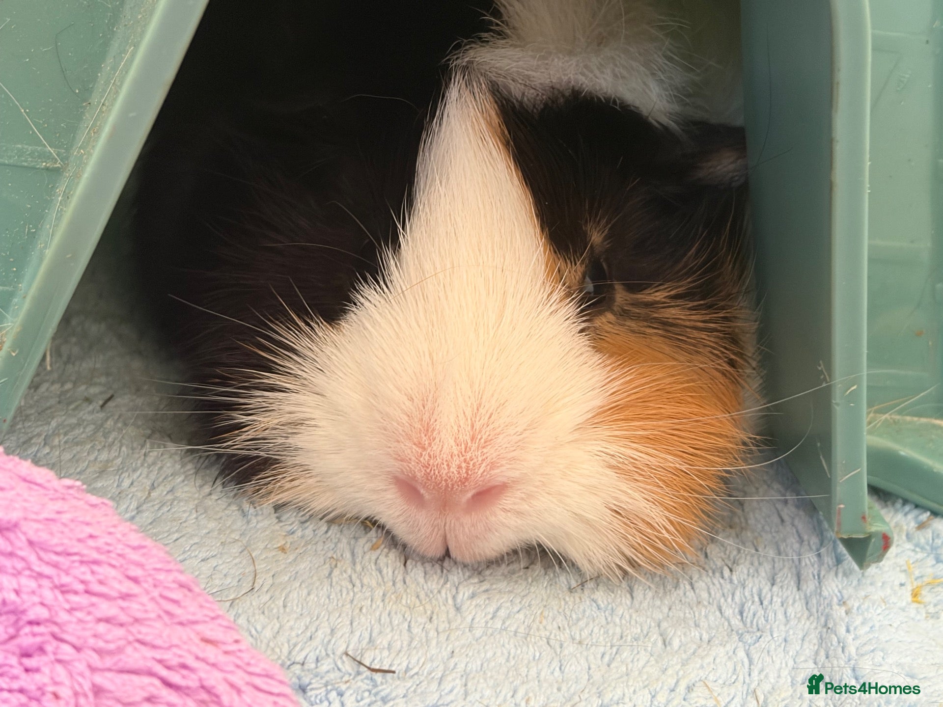 Guinea Pig rodents Boar guinea pig  - Advert 4