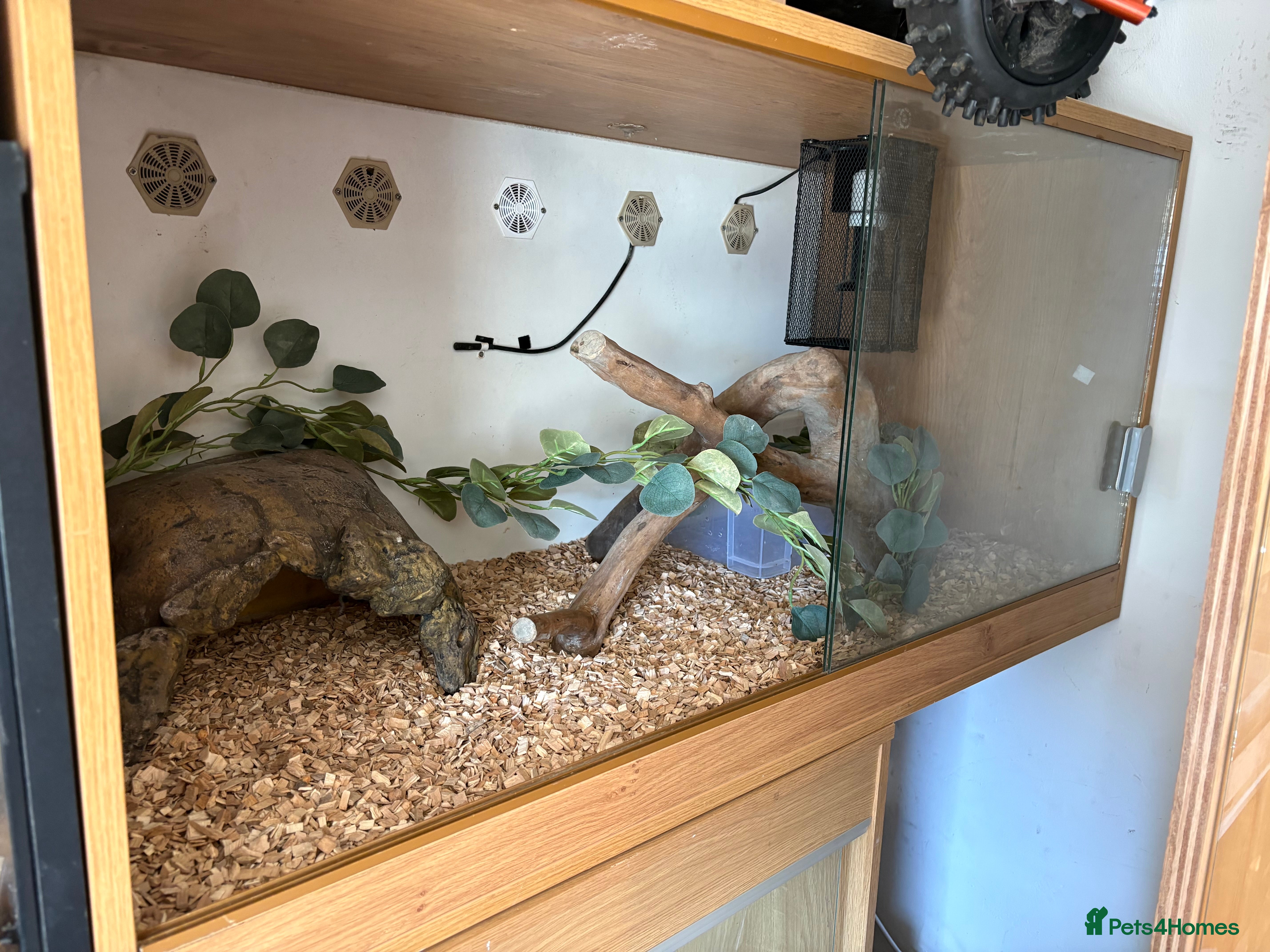 Python Snake reptiles Tiger platinum anery het snow super dwarf retic - Advert 1