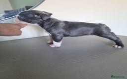 Boston Terrier dogs for sale: Last remaining Blue Boston girl - Image 30