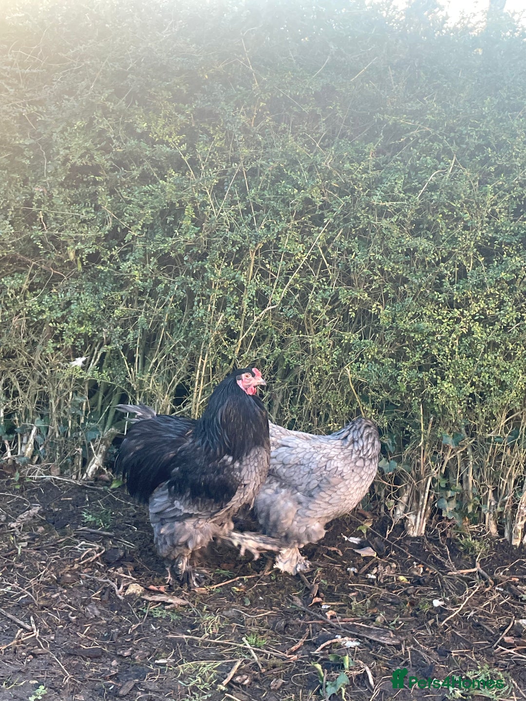 Chickens poultry for sale: Brahma Cockerel  - Advert 2