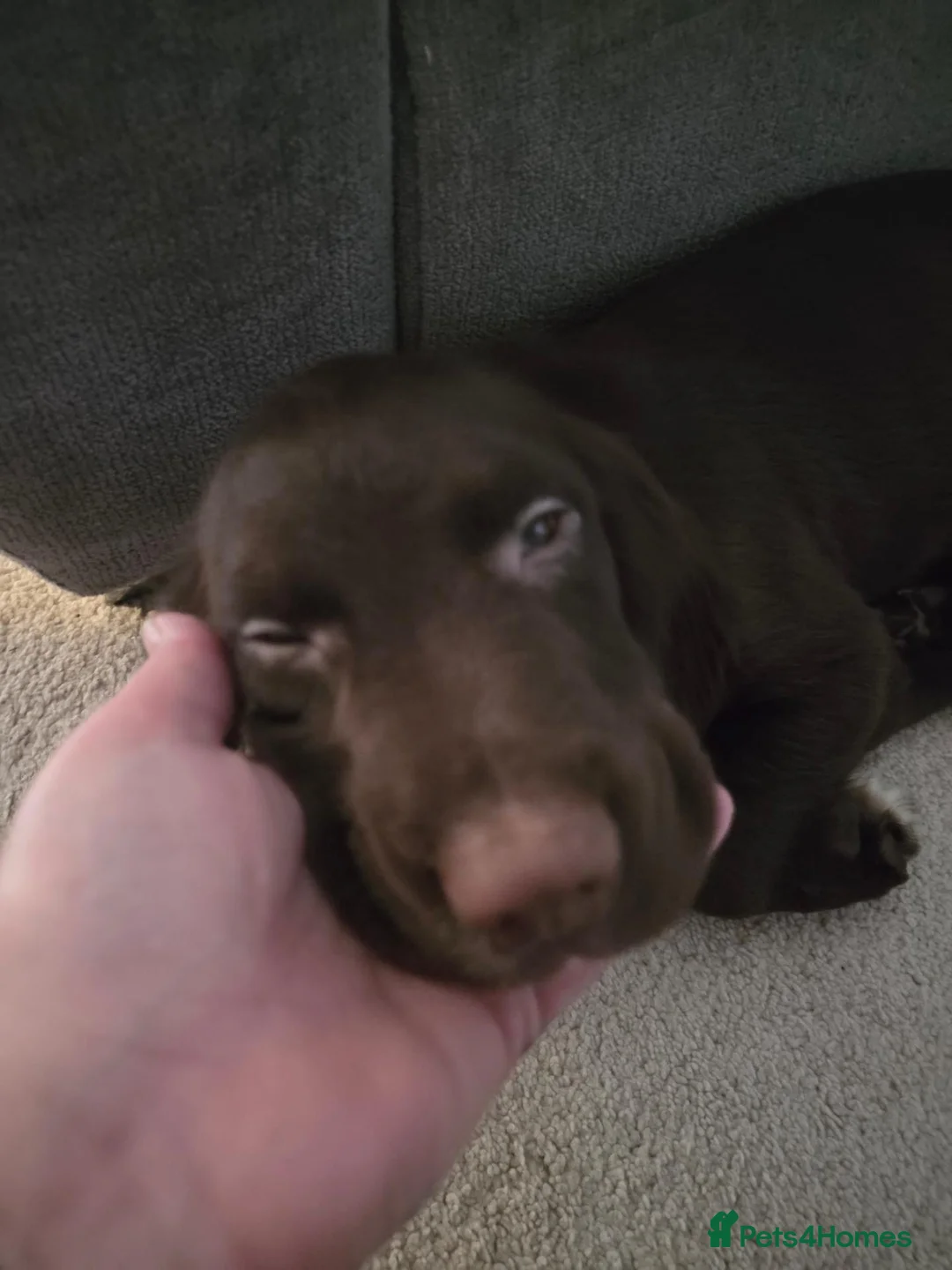 Sprocker dogs for sale: Male sprocker  - Advert 3