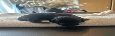 Black Cockapoo 