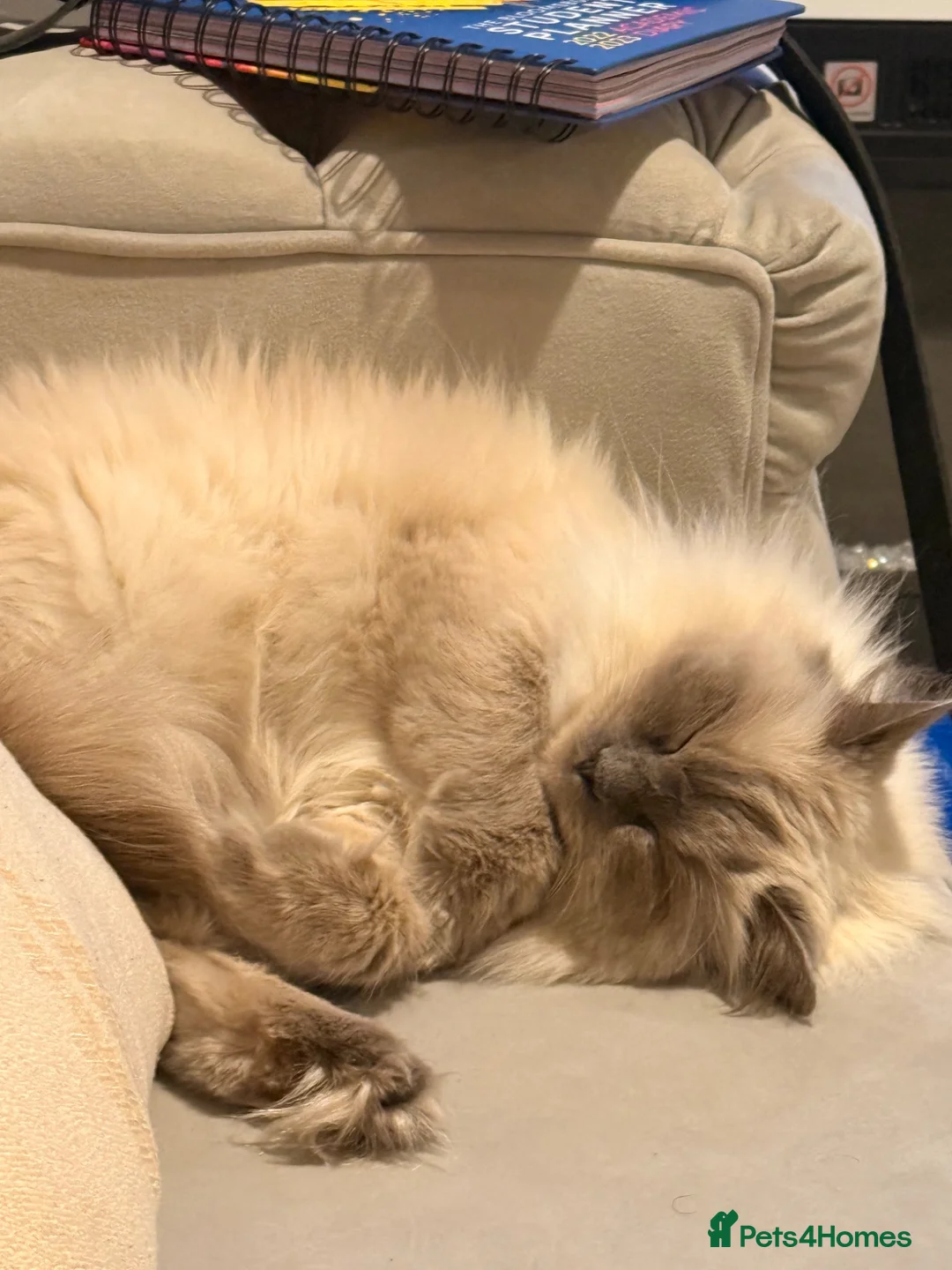Mixed Breed cats for sale: Beautiful Ragdoll x British Shorthair Kittens  - Advert 1
