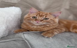 Ragdoll cats for sale: Mixed breed - Ragdoll x tabby male kitten  - Image 2