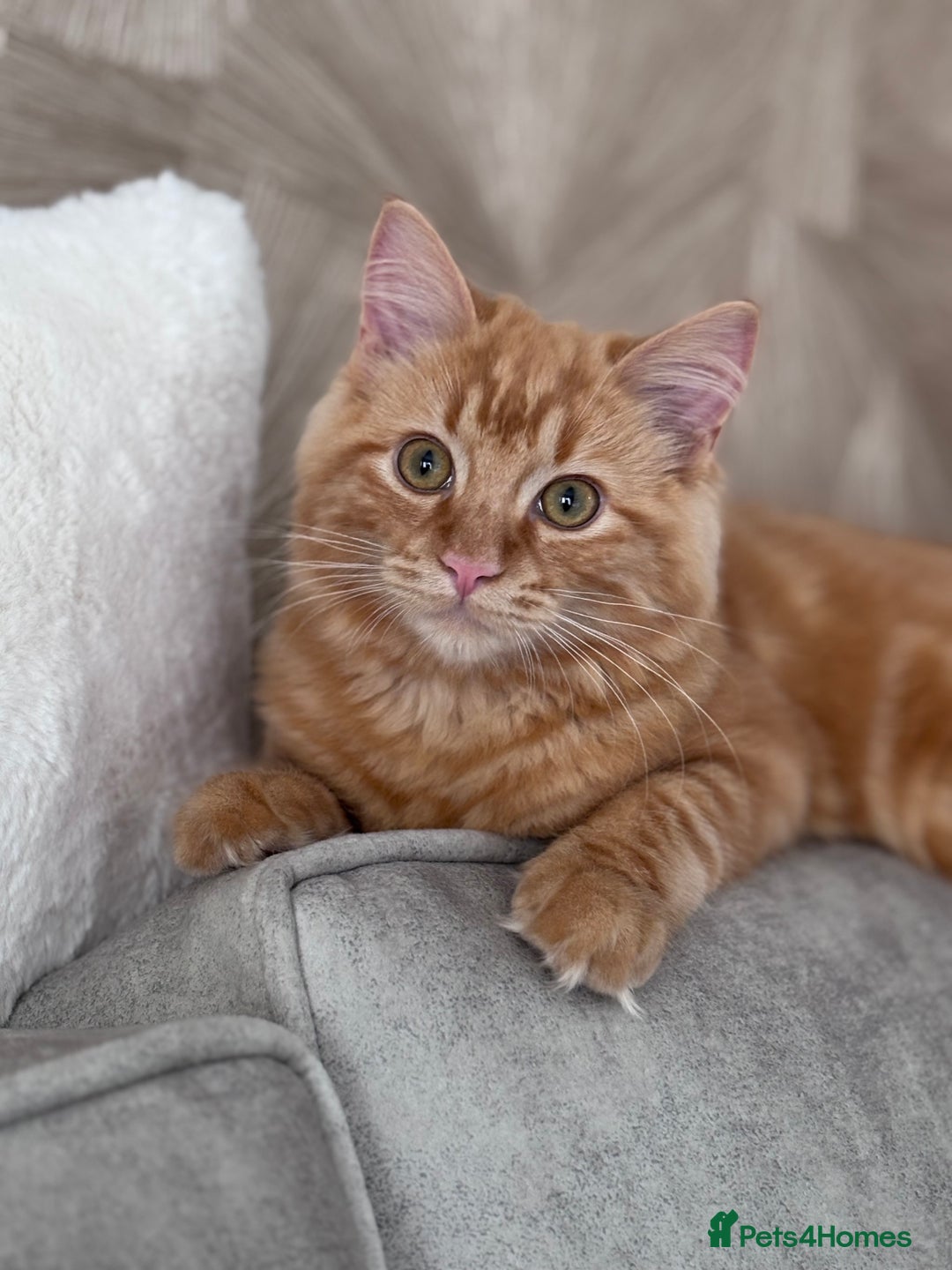 Ragdoll cats for sale: Mixed breed - Ragdoll x tabby male kitten  - Image 2