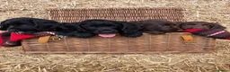 Cocker Spaniel dogs for sale: Working Cocker Spaniel Puppies  - Advert 5