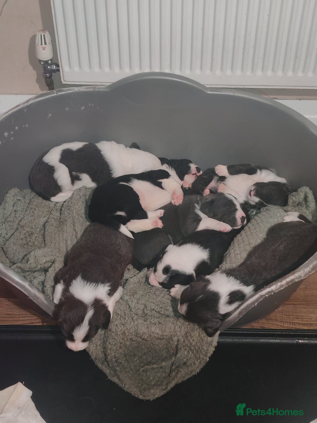 Mixed Breed dogs for sale: Old tyme bulldog x Border collie - Advert 14