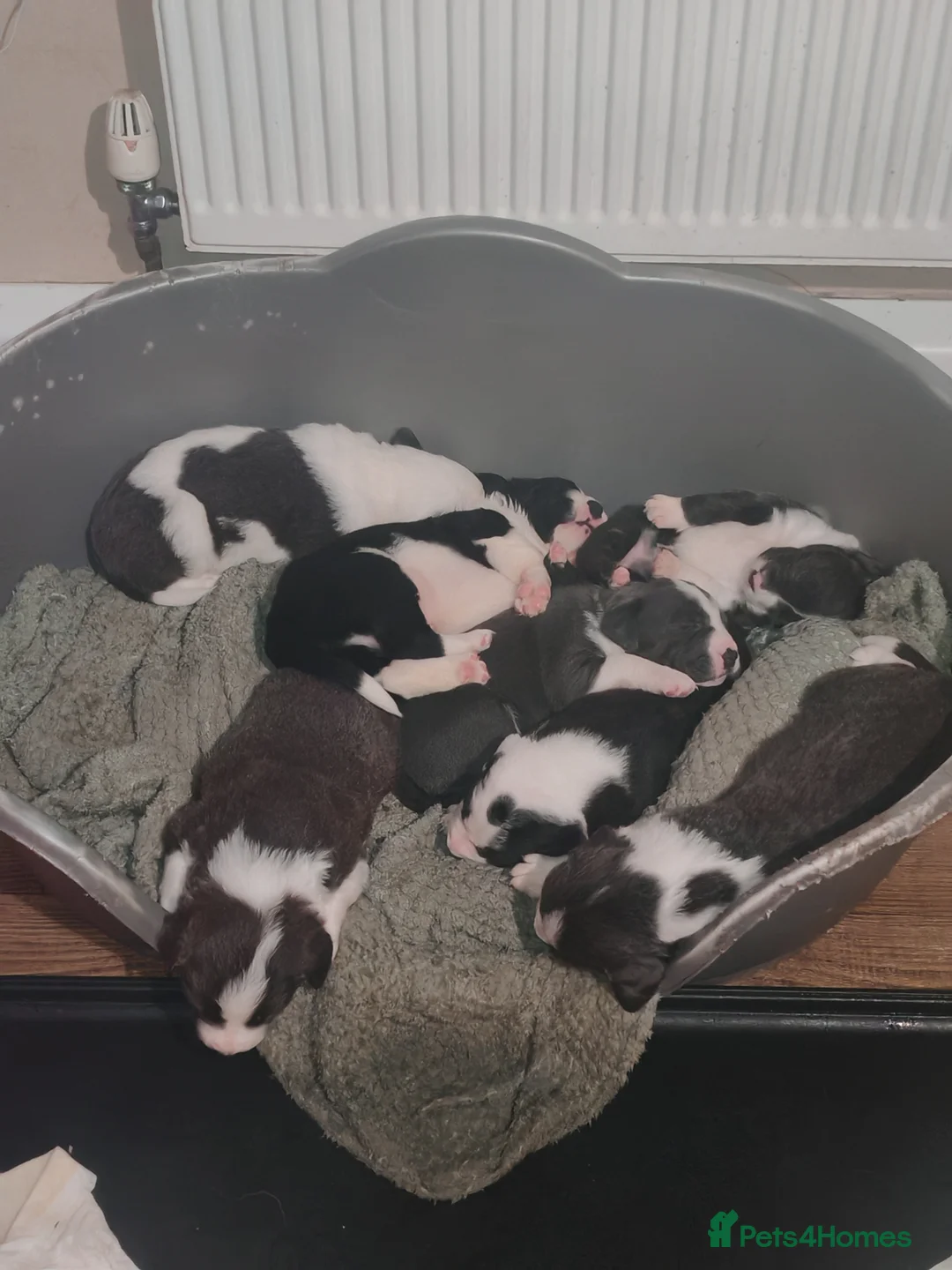 Mixed Breed dogs for sale:  REDUCED!! 2 OLD TYME BORDER COLLIE PUPPIES!  - Advert 3