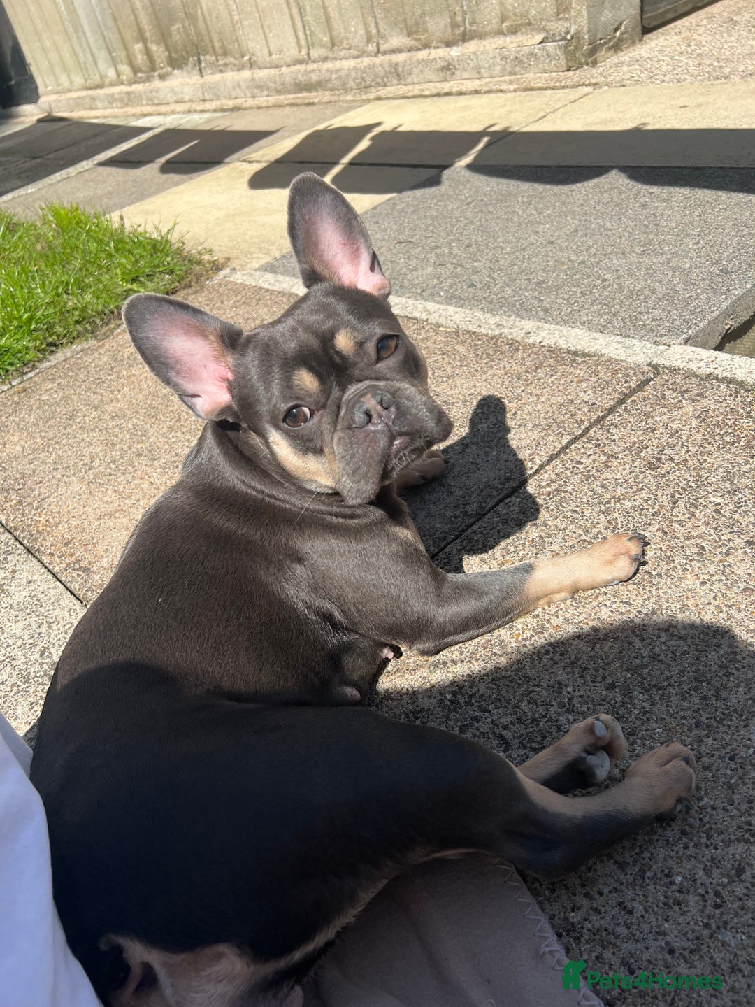 French Bulldog dogs for sale: 3 year old French bulldog  - Advert 6