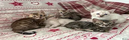 Bengal cats for sale: Bengal kittens  - Advert 8