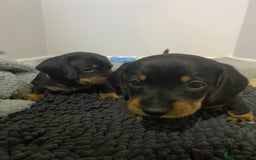 Dachshund dogs for sale: Dachshund puppys - Image 4