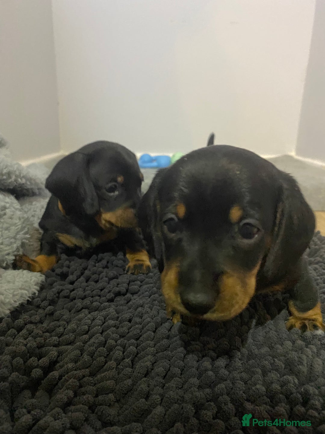 Dachshund dogs for sale: Dachshund puppys - Image 4