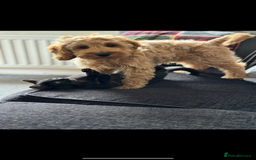 Cockapoo dogs for stud: F1 Cockapoo Milo for stud - Image 11