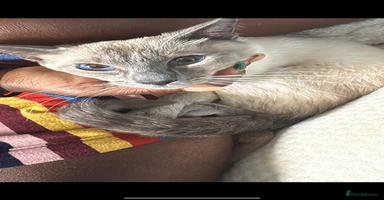 Siamese cats 🐾 Beautiful Siamese Kitten✨ - Advert 2