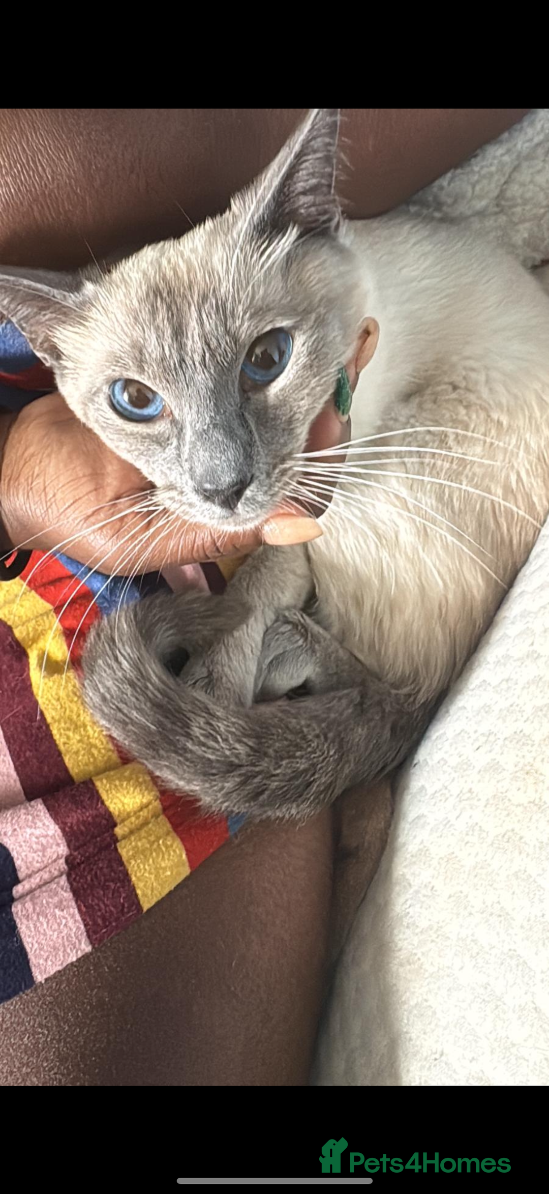 Siamese cats for sale: 🐾 Beautiful Siamese Kitten✨ - Advert 2