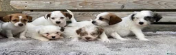 Jack Russell dogs for sale: Jack Russell puppies for sale - Advert 3