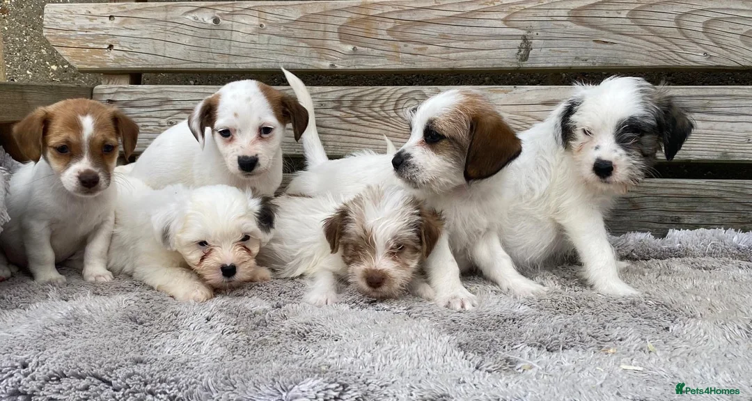 Jack Russell dogs for sale: Jack Russell puppies for sale - Advert 3