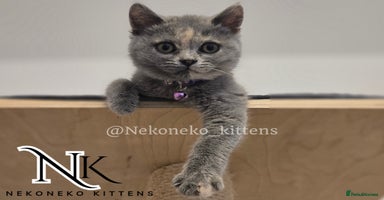 British Shorthair cats in Ilkeston - Advert 10