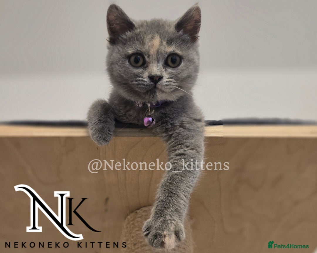 British Shorthair cats for sale: ❗️❗️2 LEFT❗️❗️CHUNKY ADORABLE FLUFF BALLS in Ilkeston - Image 11