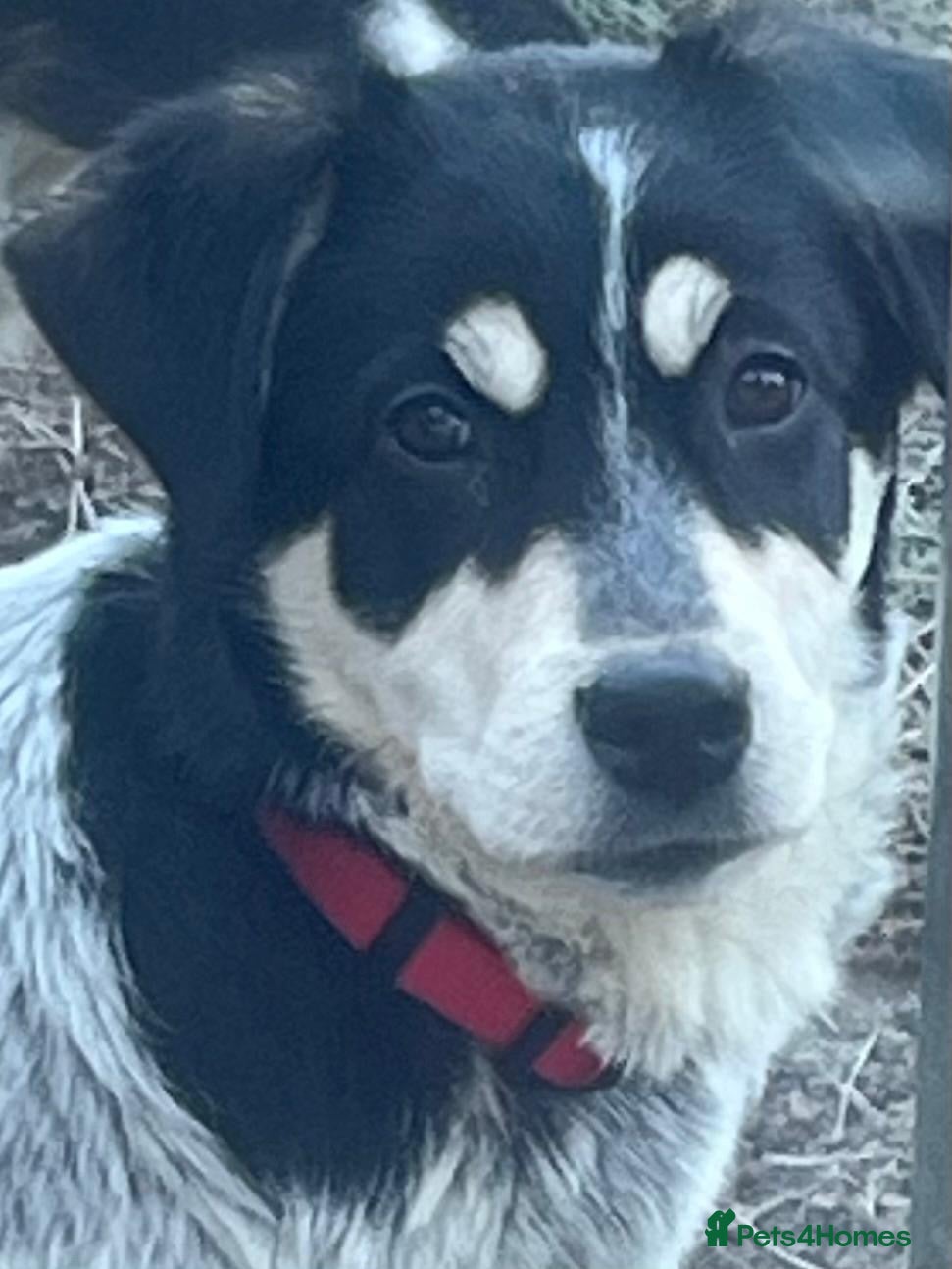 Mixed Breed dogs Mimi  - Advert 1