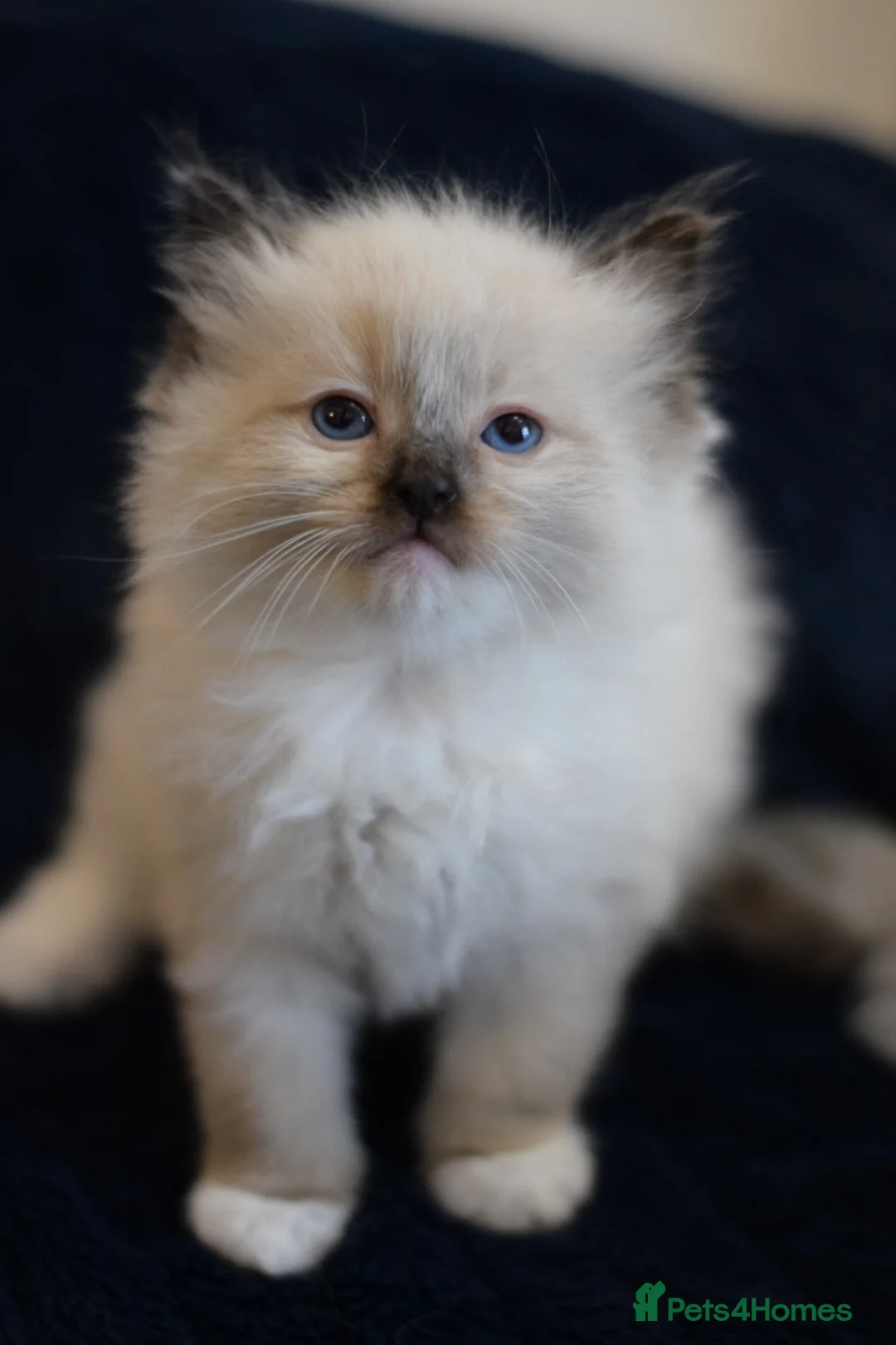 Ragdoll cats for sale: Adorable Ragdoll Kittens Looking for Forever Homes - Advert 16