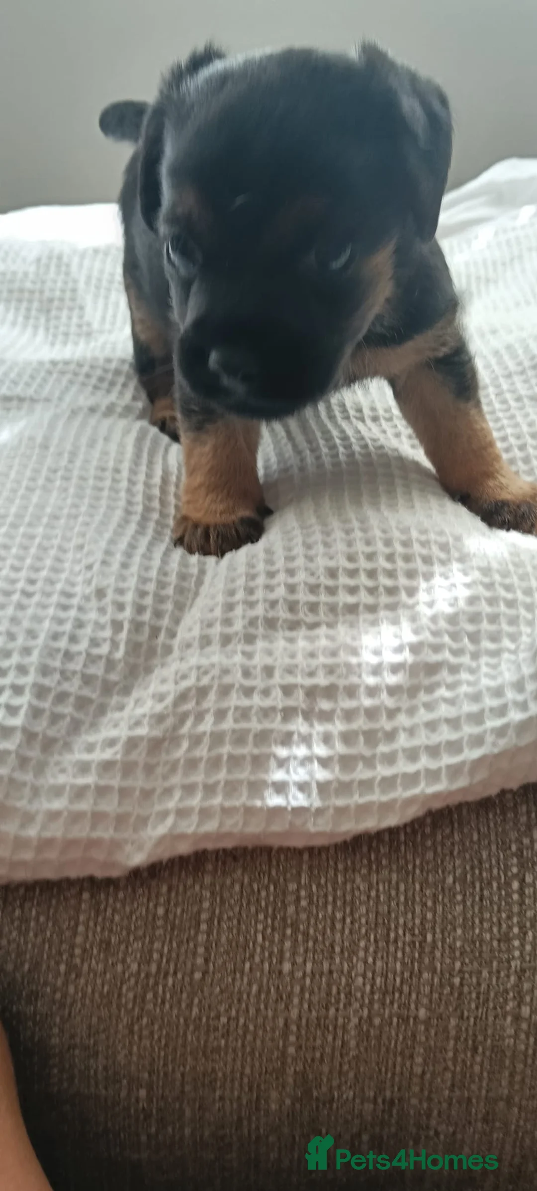 Border Terrier dogs for sale: Border terriers - Advert 2