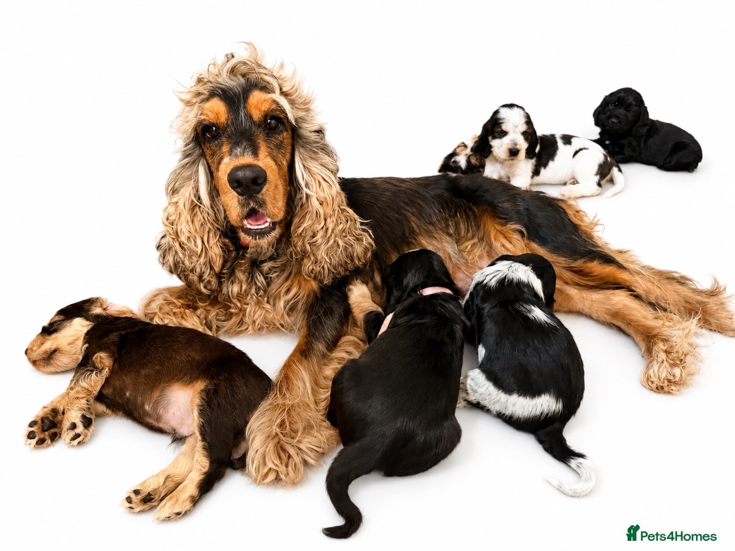 Cocker Spaniel dogs Outstanding KC Show cocker spaniel puppies - Advert 1