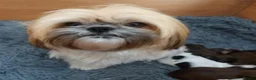 Shih Tzu dogs for sale: Clan of beautiful Shih tzu Toebeans  - Advert 16