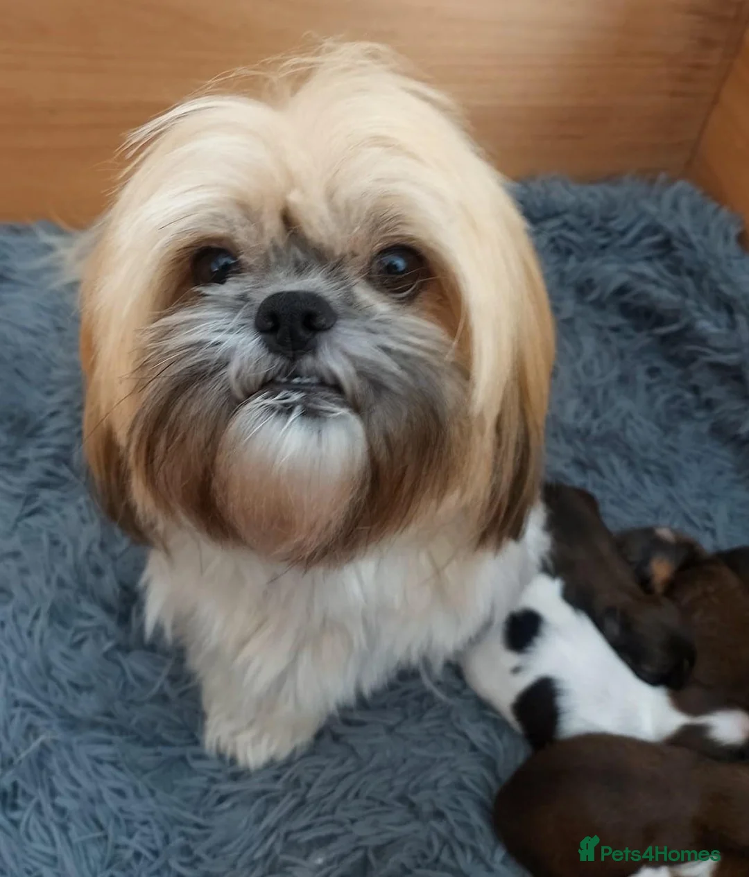 Shih Tzu dogs for sale: Clan of beautiful Shih tzu Toebeans  - Advert 16
