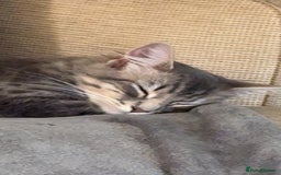 Mixed Breed cats for sale: Long haired Silver tabby and foster kitten - Image 6