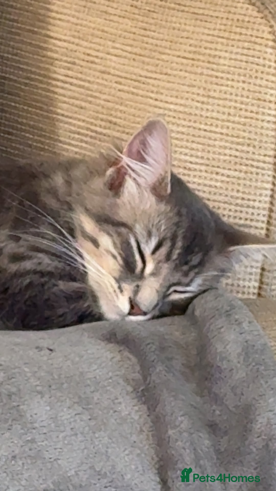 Mixed Breed cats for sale: Long haired Silver tabby and foster kitten - Image 6