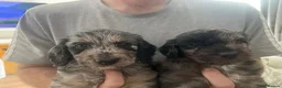 Cockapoo dogs for sale: Beautiful Merle cockapoos  in Orpington - Advert 3