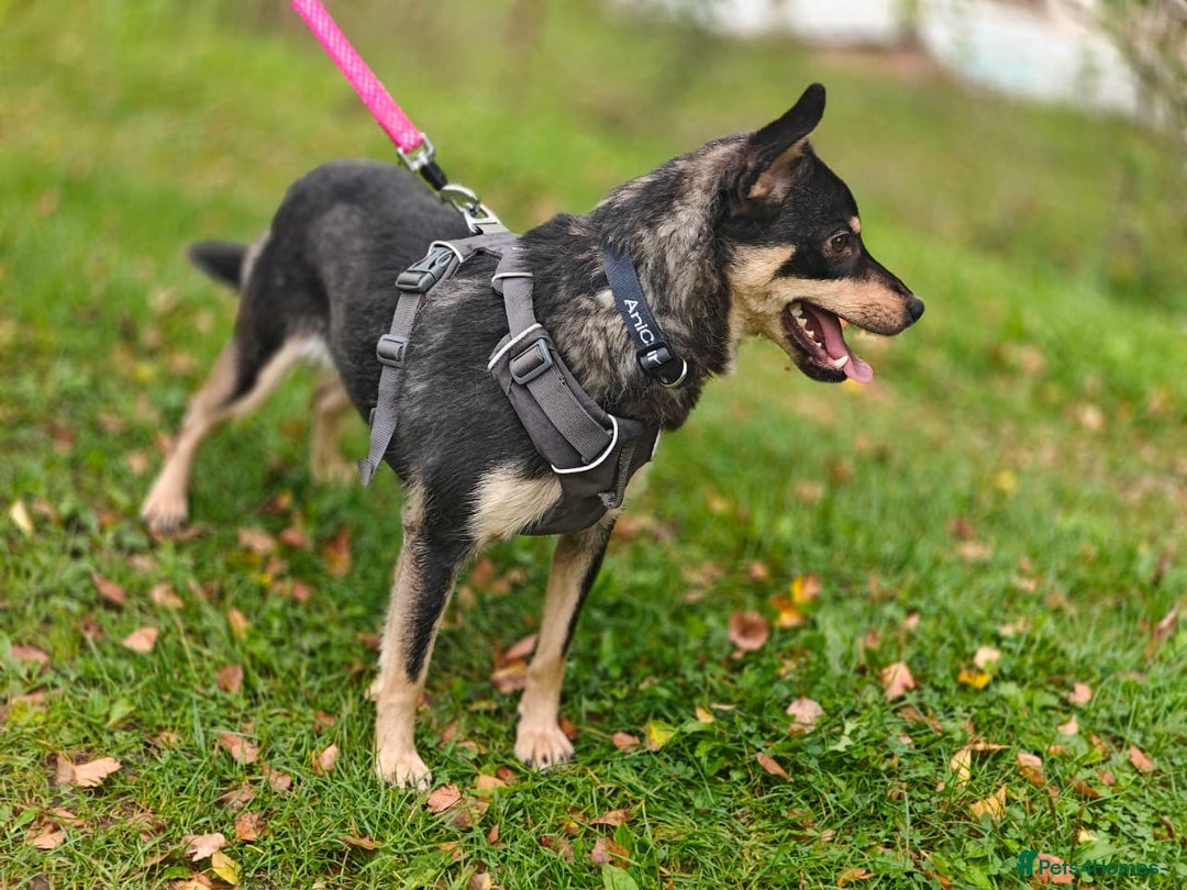 Mixed Breed dogs for adoption: 💖🐶 BUKA 🐶💖 - Image 14