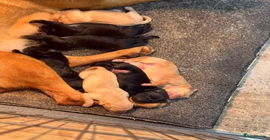 Labrador Retriever dogs - Advert 12