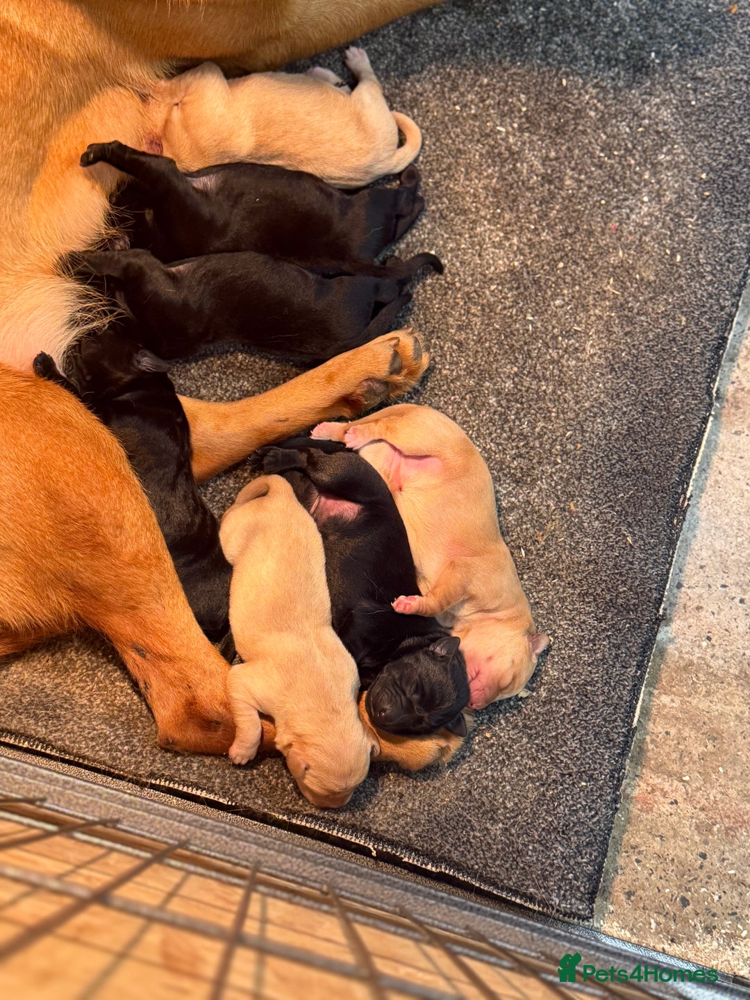 Labrador Retriever dogs for sale: TOP BRED LABRADOR PUPS - Image 3