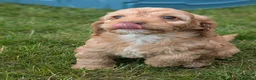 Cockapoo dogs for sale: Miniature F1 Cockapoo Pups, Health Tested Parents - Advert 5