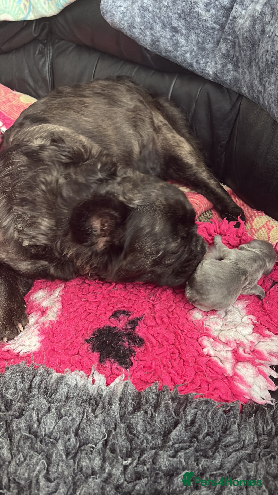 French Bulldog dogs for sale: KC fluffy French bulldog puppies - Image 1