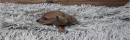 Miniature Dachshund dogs for sale: Mini Dachshund Puppies KC Ready start of March 🐾 - Advert 4