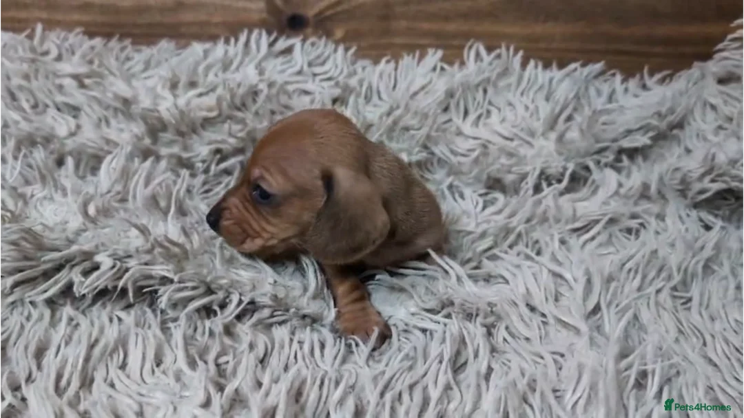Miniature Dachshund dogs for sale: Mini Dachshund Puppies KC Ready start of March 🐾 - Advert 4