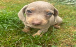 Miniature Dachshund dogs for sale: Ready soon! KC Miniature Dachshund Puppies  - Image 5