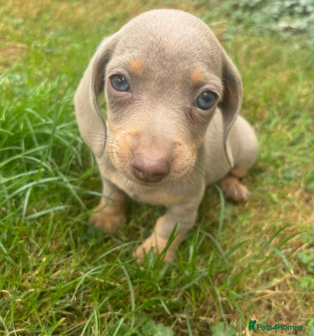 Miniature Dachshund dogs for sale: Ready soon! KC Miniature Dachshund Puppies  - Image 5