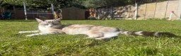 Mixed Breed cats for sale: 5 Beautiful Kittens Looking for Their Forever in Warrington - Advert 2