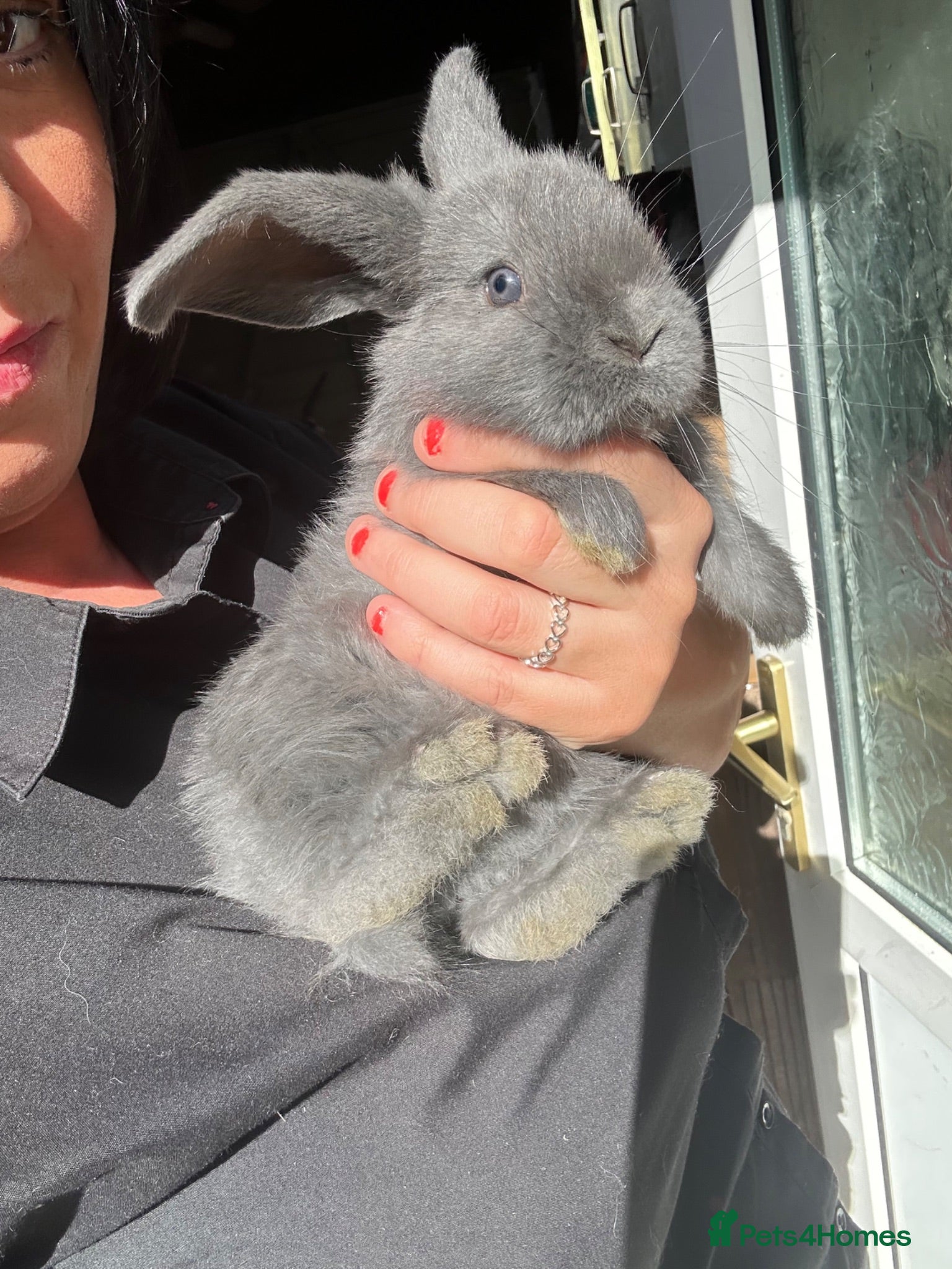 Tortoise reptiles Beautiful giant French LopS  - Advert 6