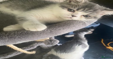 Exotic cats - Advert 2