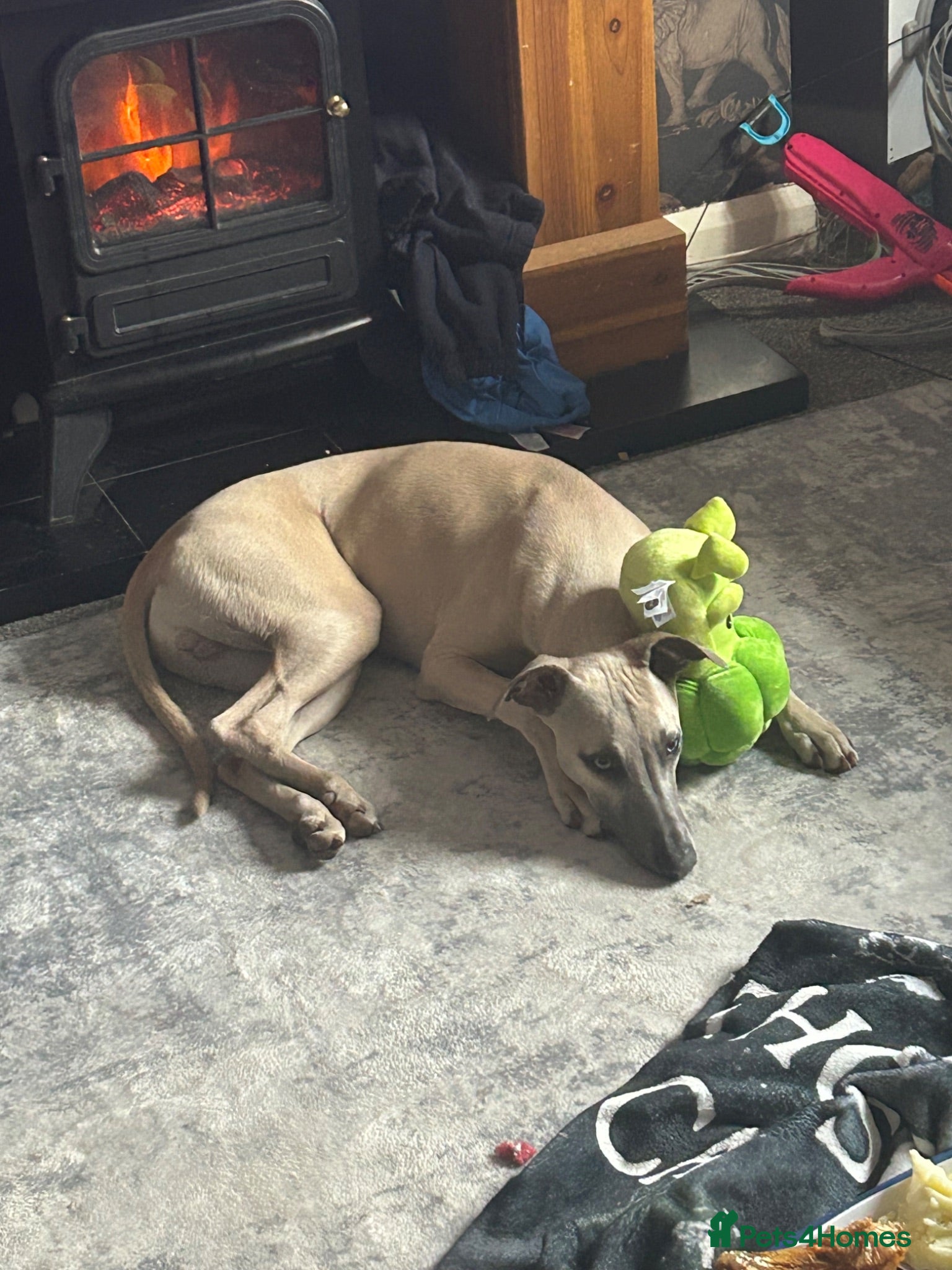 Whippet dogs Male whippet  - Advert 3