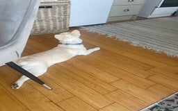 French Bulldog dogs for sale: French Bulldog 6months old  - Image 2