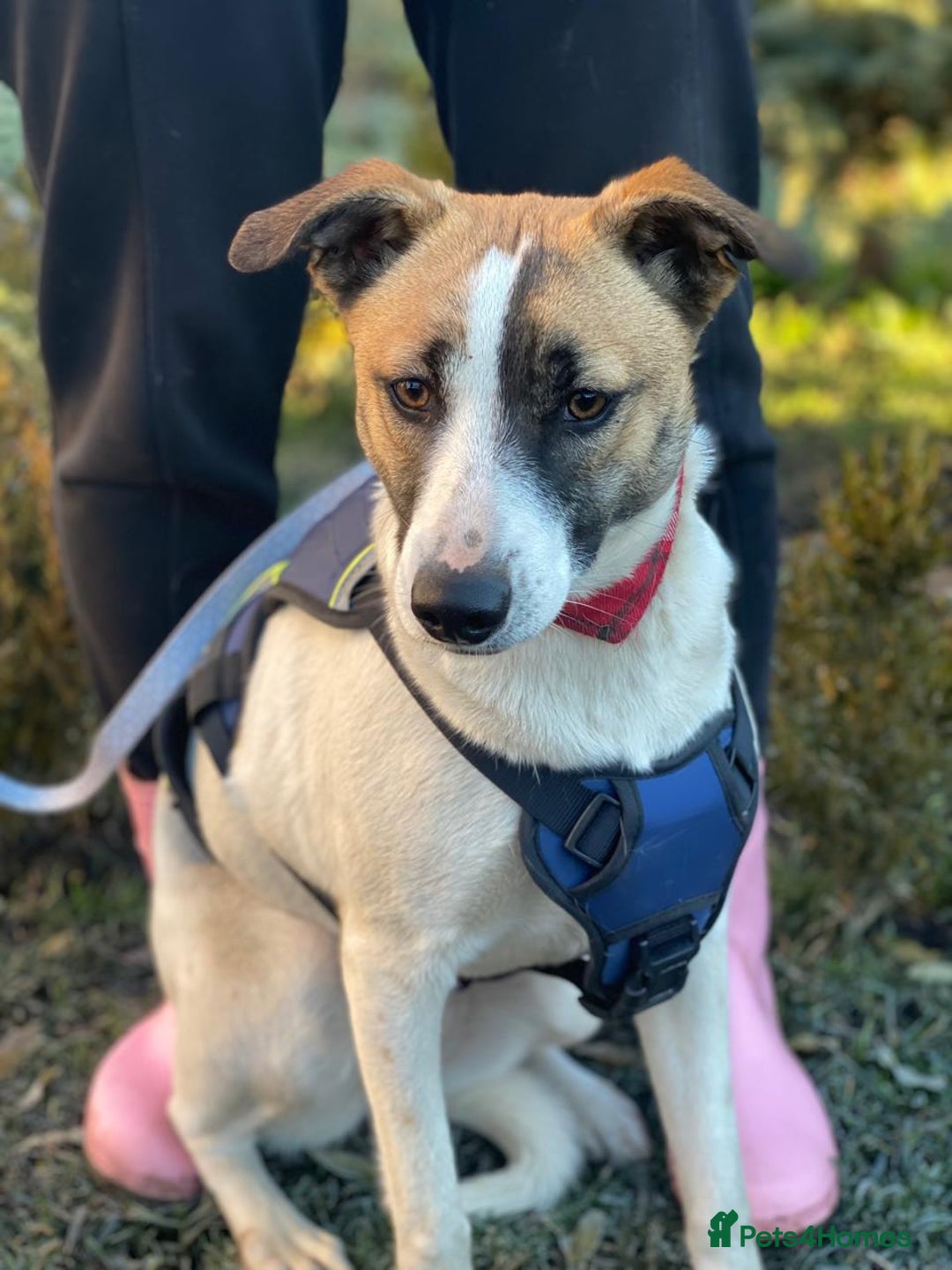 Mixed Breed dogs for adoption: 💖🐶 ZAYKA 🐶💖 - Advert 15