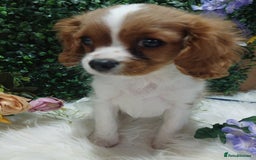 Cavalier King Charles Spaniel dogs for sale: READY kc, health tested girl - Image 2