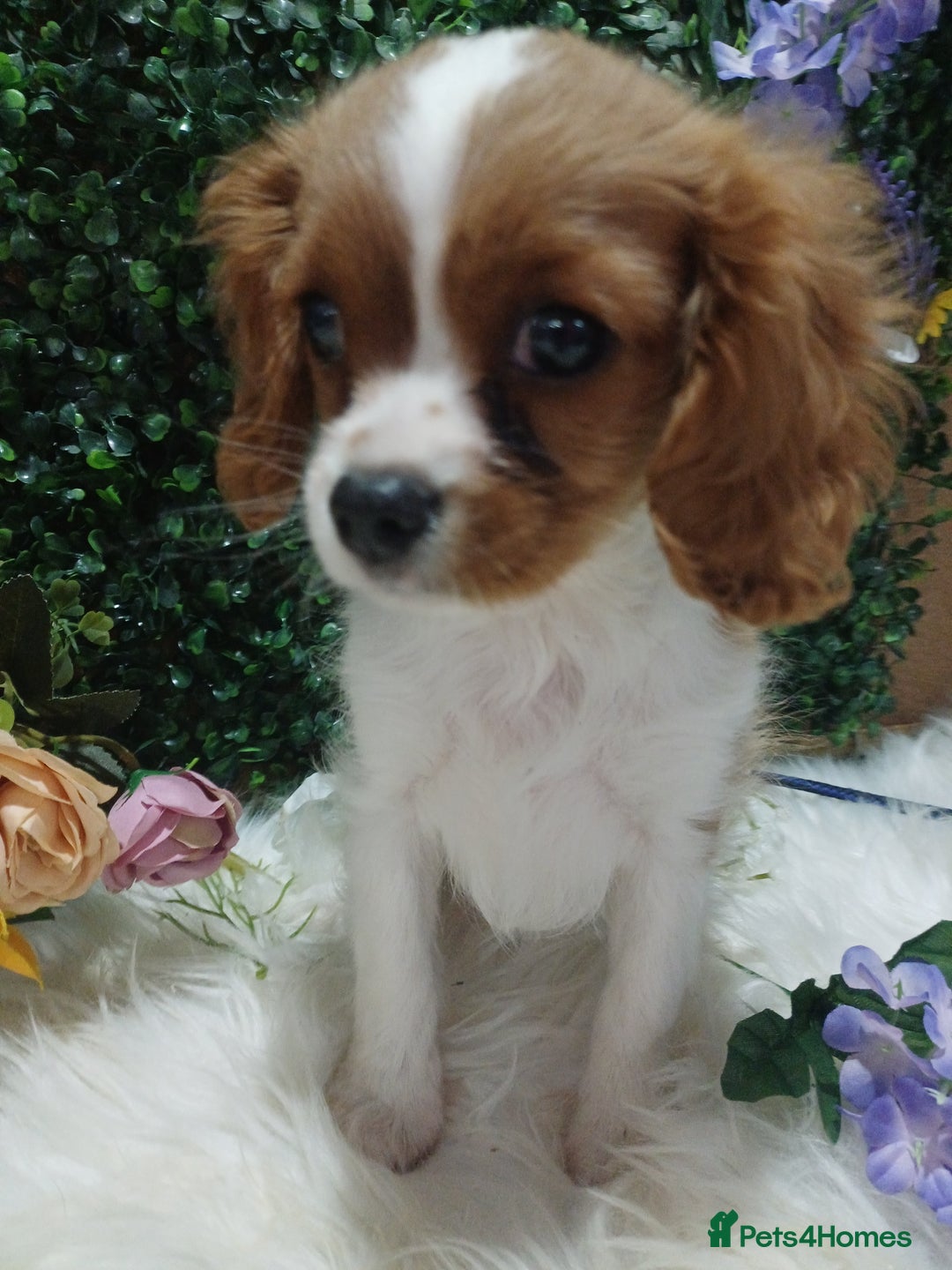 Cavalier King Charles Spaniel dogs for sale: READY kc, health tested girl - Image 2