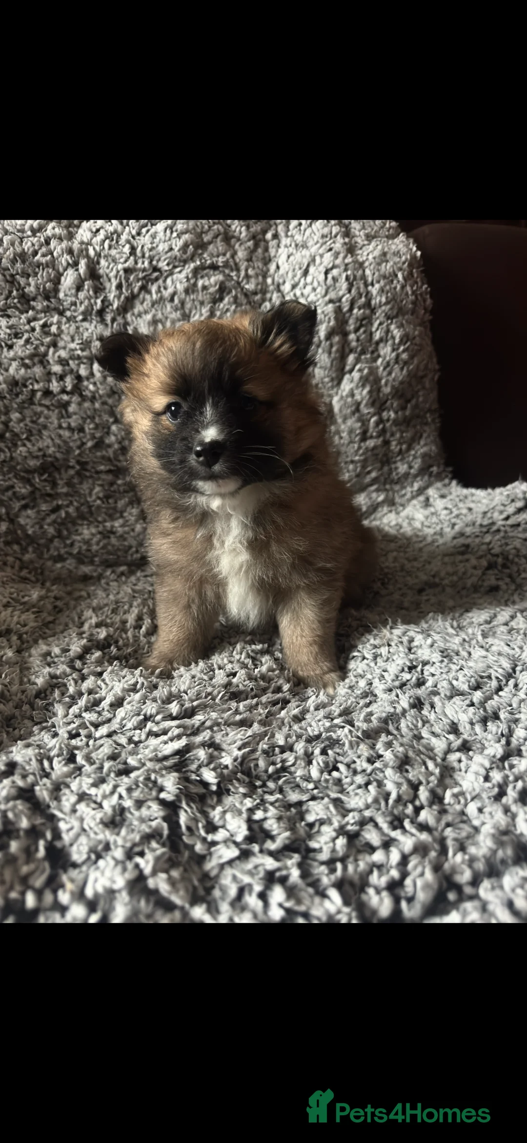 German Spitz dogs for sale: German spitz puppies for sale  - Advert 2